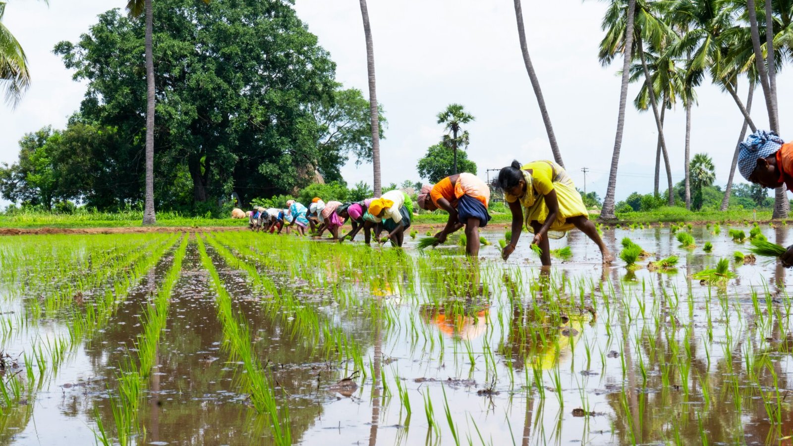 Natural Farming