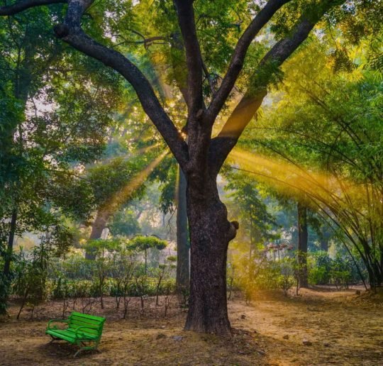 These_Famous_Gardens_Parks_In_India_Offer_a_Blissful_Natural_Retreat